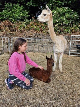 Image 1 of Female alpaca covered for 2024