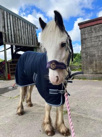 Image 15 of 10-13hh Lead Rein, Ridden Mare, Projects, Pets, Cobs, Welsh.
