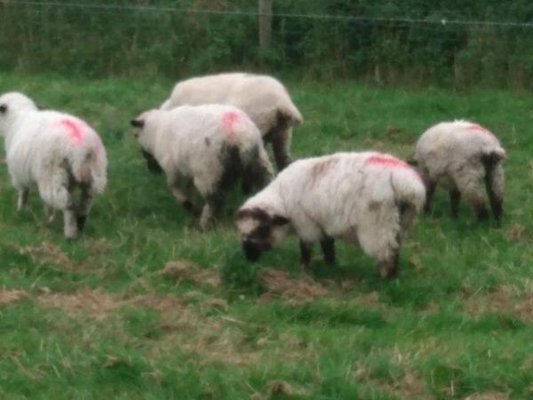 Image 12 of Valais Blacknose Cross Lambs, born 2023. Excellent pets or .