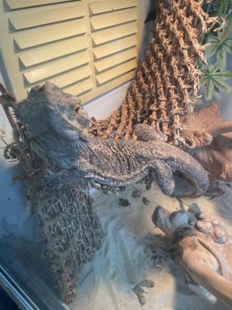 Image 3 of Male bearded dragon all equipment including
