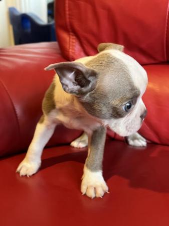 Image 10 of chunky rare colours full pedigree blue eyed Boston terriers