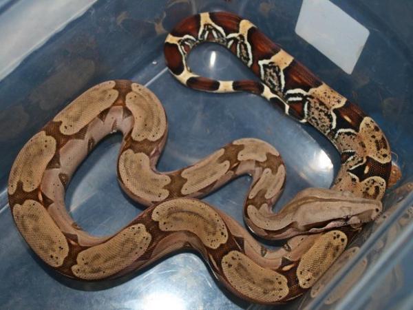 Image 3 of Suriname BCC (True red tailed boa constrictor)