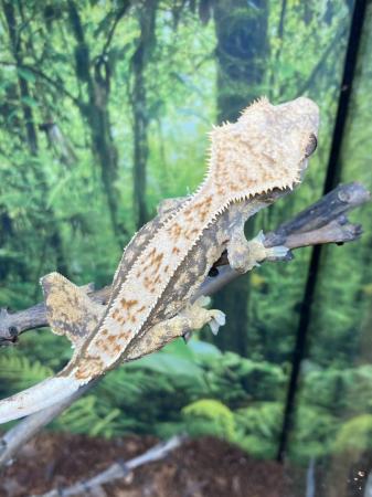 Image 5 of Unsexed juvenile extreme harlequin crested gecko