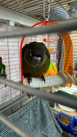 Image 12 of Handreared baby conures Various different mutations availablee