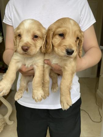 Image 5 of Working type cocker spaniel puppy’s