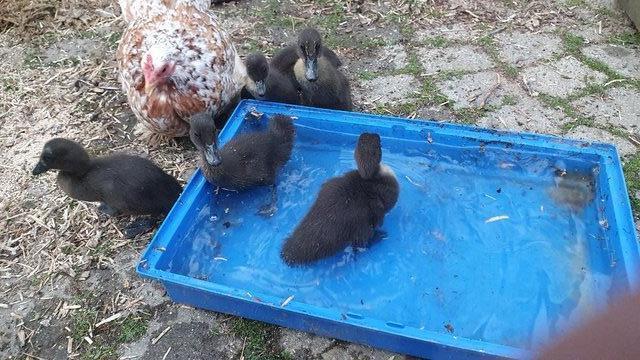 Image 5 of Indian Runner Duck Hatching / Fertile Eggs for sale