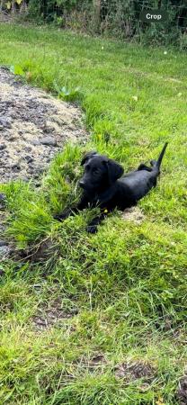 Image 11 of Labrador puppies pedigree boys and girls ready for new home
