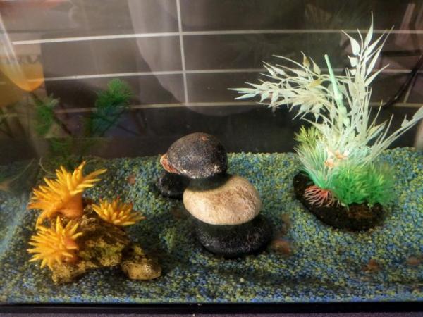 Image 3 of Small fish tank with accessories