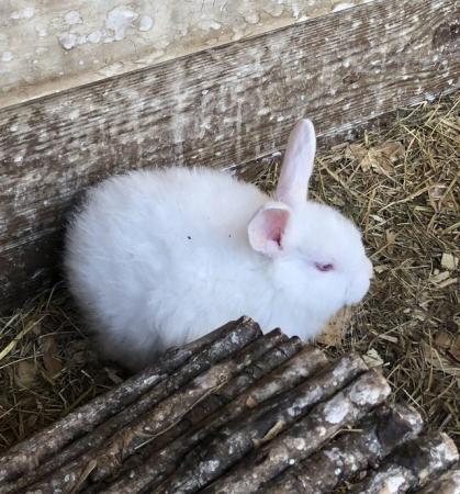 Image 2 of Adorable baby New Zealand White rabbits