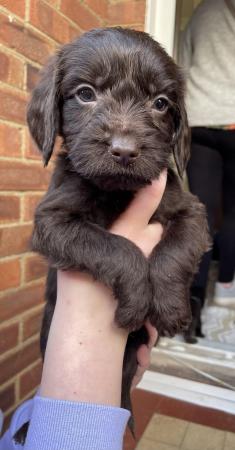 Image 1 of 4 Labradoodle babies looking for forever home