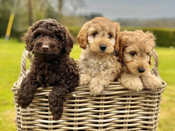 Image 1 of Cockapoo Pups - Only 3 Left