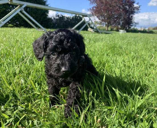 Image 1 of Miniature schnoodle puppies