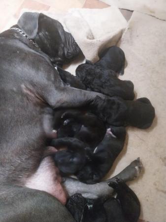 Image 13 of 7 week old Cane corso puppies
