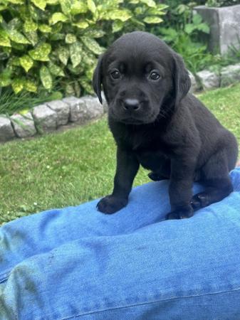 Image 3 of Labradors puppy’s all black