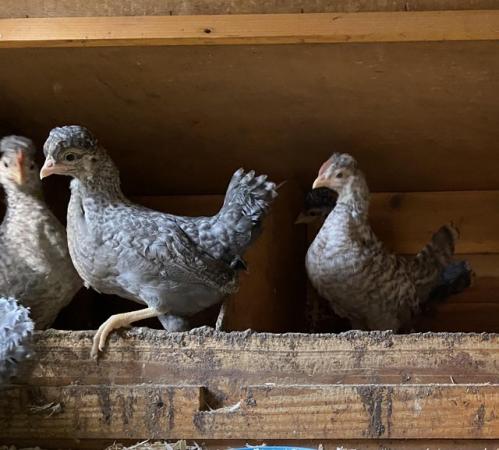 Image 1 of Cream Legbar chicks/growers for sale