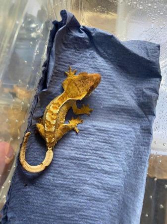 Image 2 of Partial pinstripe tiger crested gecko £70