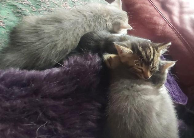 Image 65 of SILVER TIPPED TABBY KITTENS