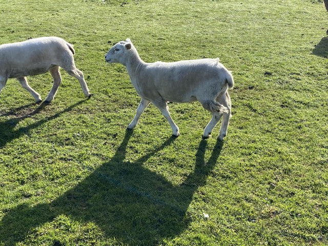Preview of the first image of Year old easy care ewes.