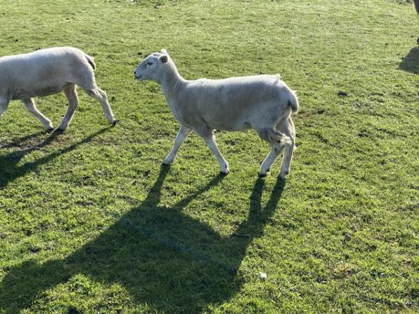Image 1 of Year old easy care ewes