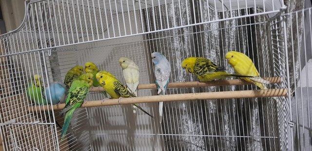 Preview of the first image of Young budgies for sale m and f.