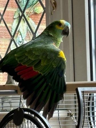 Image 2 of Blue Fronted Amazon Parrot