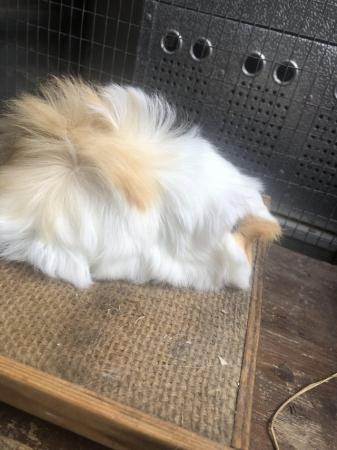 Image 2 of Funky longhaired Peruvian guinea pig girls