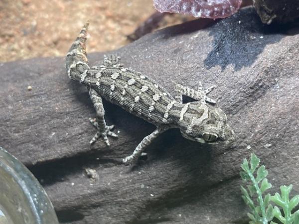Image 4 of Unsexed juvenile viper geckos