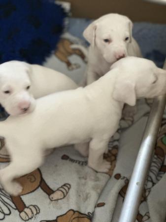 Image 7 of LEMON SPOTTED DALMATIAN BOY PUPS! READY NOW !