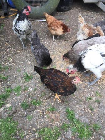 Image 2 of Various Farmyard Bantam Hens For Sale.