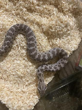 Image 4 of western hognose snake, axanthic(possible lilac bloodline)