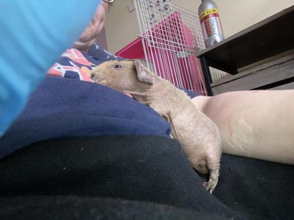 Image 4 of Skinny pig boars ready to leave now
