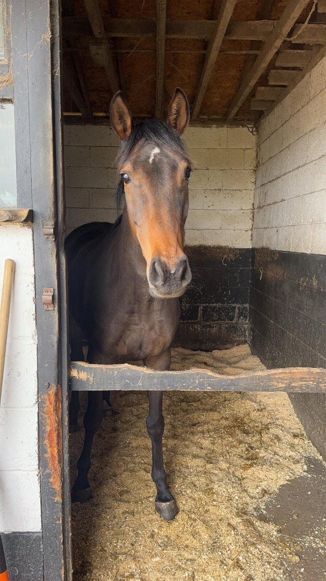 Preview of the first image of DEPOSIT TAKEN Irish mare 16.1.
