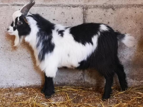 Image 2 of Pedigree Registered Pygmy goat Billy for sale
