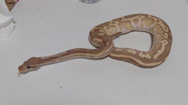 Image 2 of 2022 Banana Leopard Mojave Female Ball Python