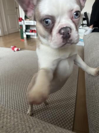 Image 2 of French bulldog puppy to rehome