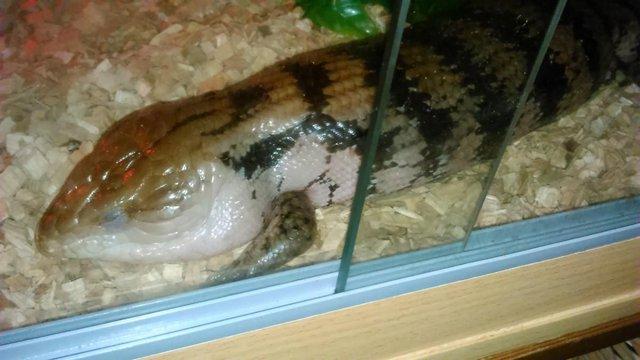 Image 7 of Northern blue tongue skink with enclosure. Collection only.