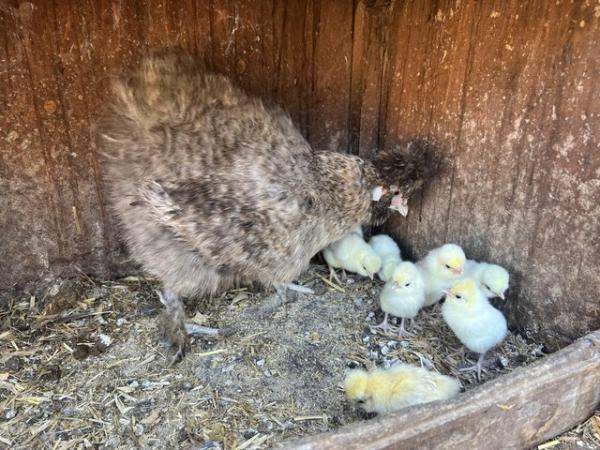 Image 2 of Silkie mum with 12 pure polish chicks for sale