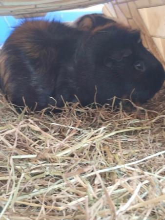 Image 5 of Two Cuy X Guinea pig females
