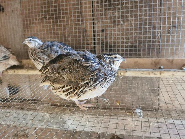 Preview of the first image of Japanese quail for sale. Point of lay.