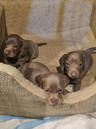 Image 11 of Kc registered pra clear miniature dachshunds