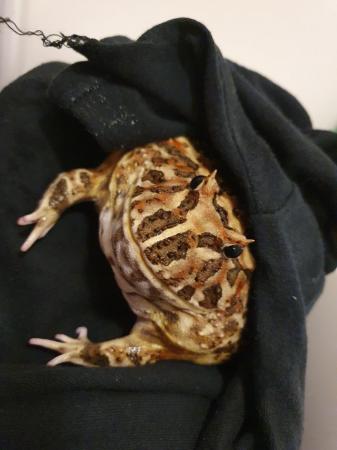 Image 8 of Pac man frog horned frog female