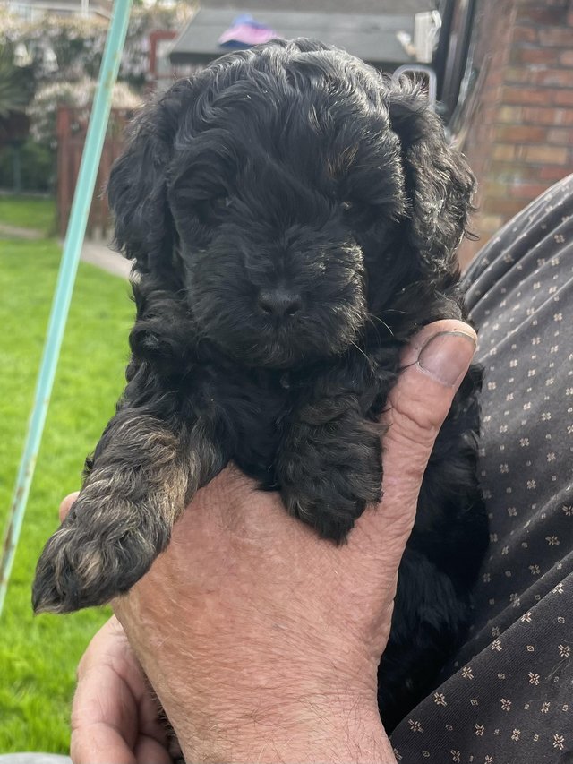 Preview of the first image of 1 cavapoo boy puppy looking for his forever home.