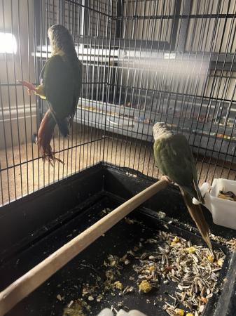 Image 4 of Breeding pair of of conures for sale