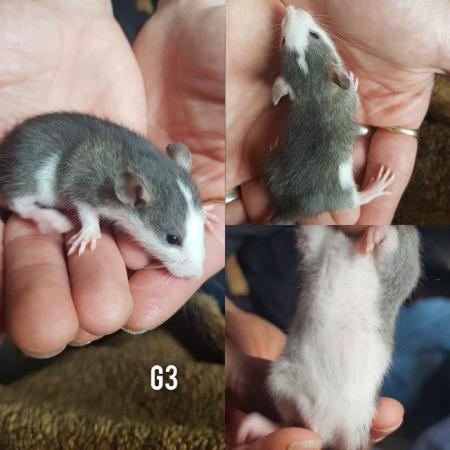 Image 8 of Rex smooth coat top eared dumbo baby rats