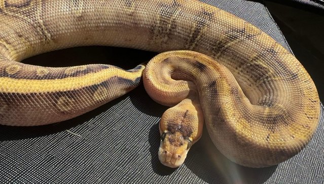 Image 2 of Female enchi champagne ball python royal python