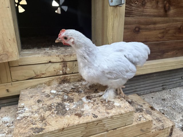 Pekin Chicks 7 weeks cockerels — photo 2 of 2