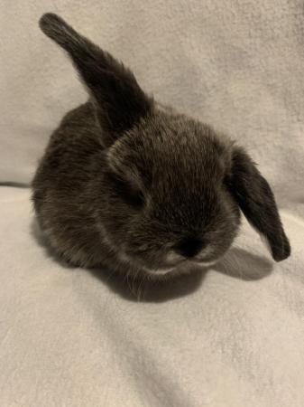 Image 2 of Holland lop cross continental lop