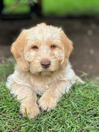 Image 6 of Reduced To Good Homes Australian Labradoodle Puppies