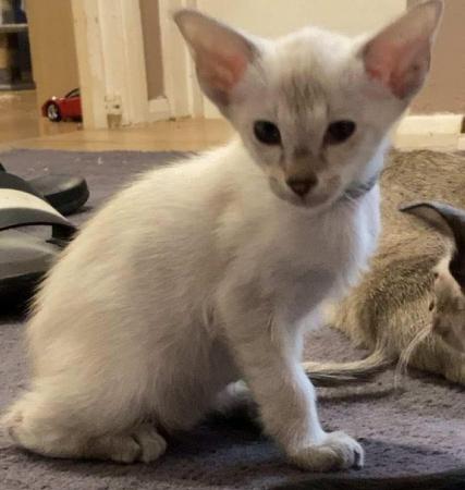 Image 25 of Exceptionally beautiful and silky soft GCCF siamese kittens