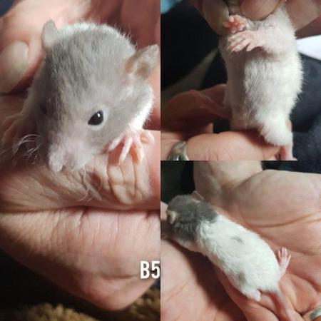 Image 5 of Rex smooth coat top eared dumbo baby rats